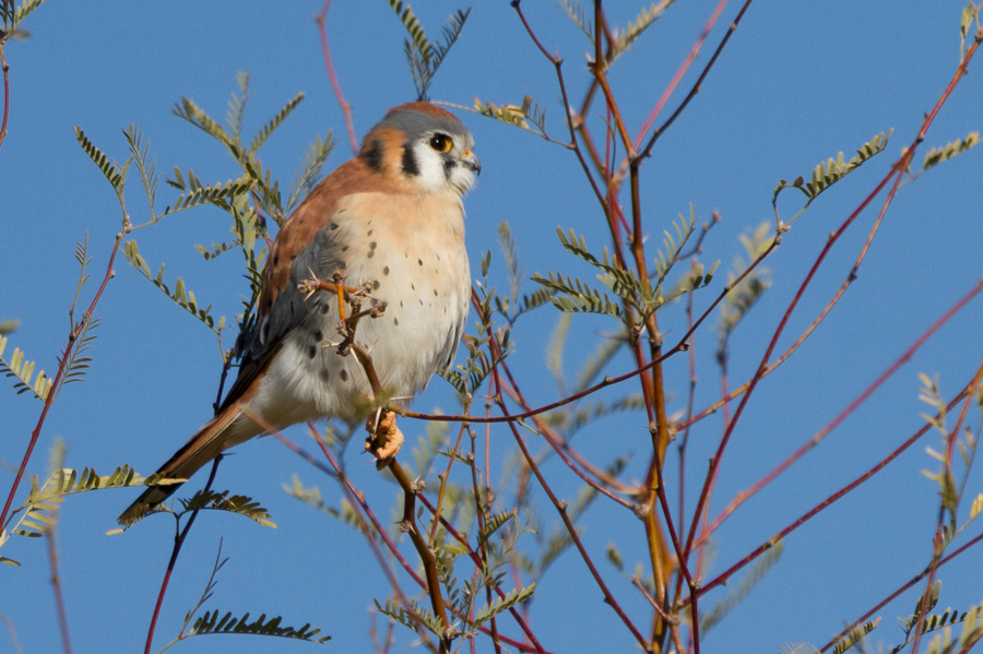 American Kestrel