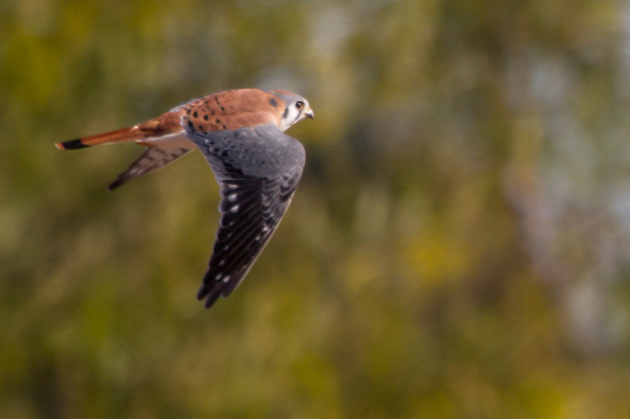 American Kestrel