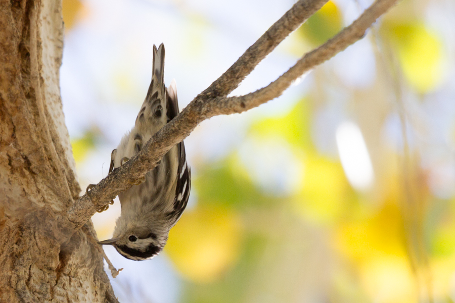 Black-and-white Warbler