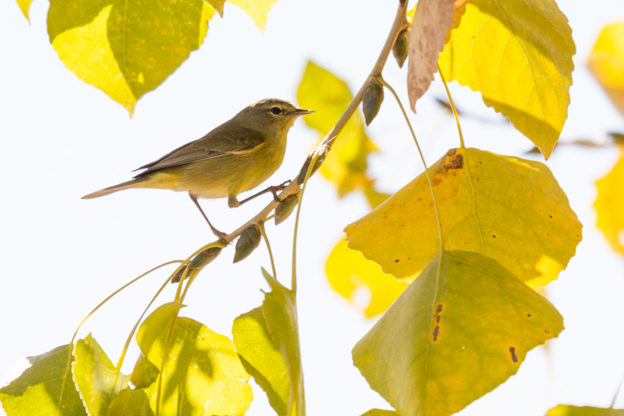 Orange-crowned Warbler