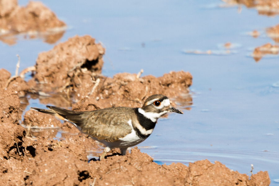 Killdeer