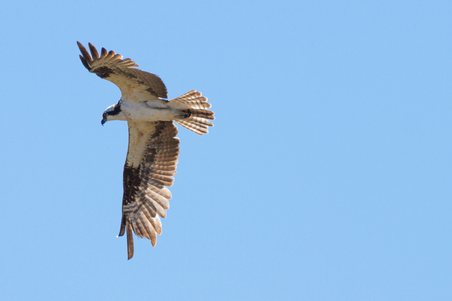 Osprey