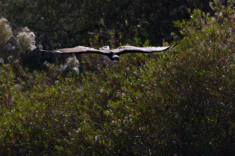 Osprey