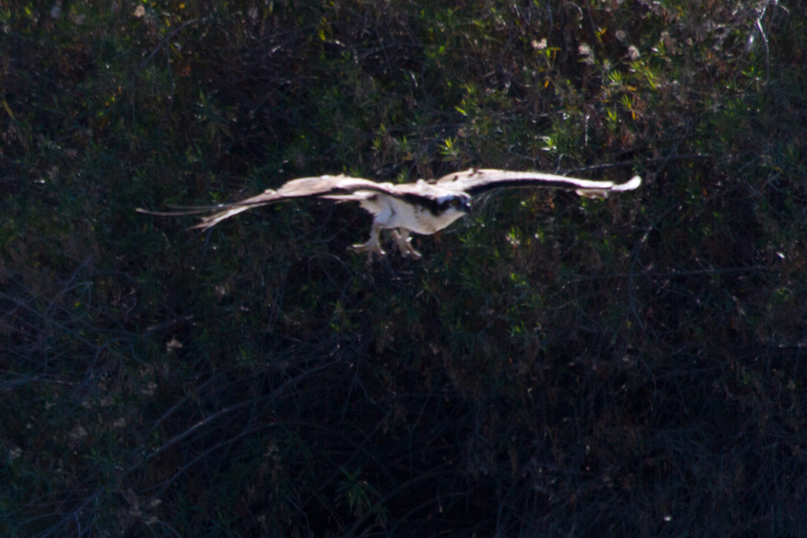 Osprey