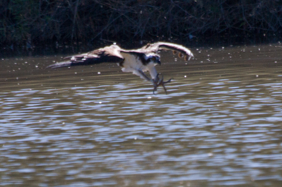 Osprey