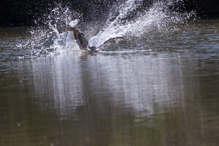 Osprey