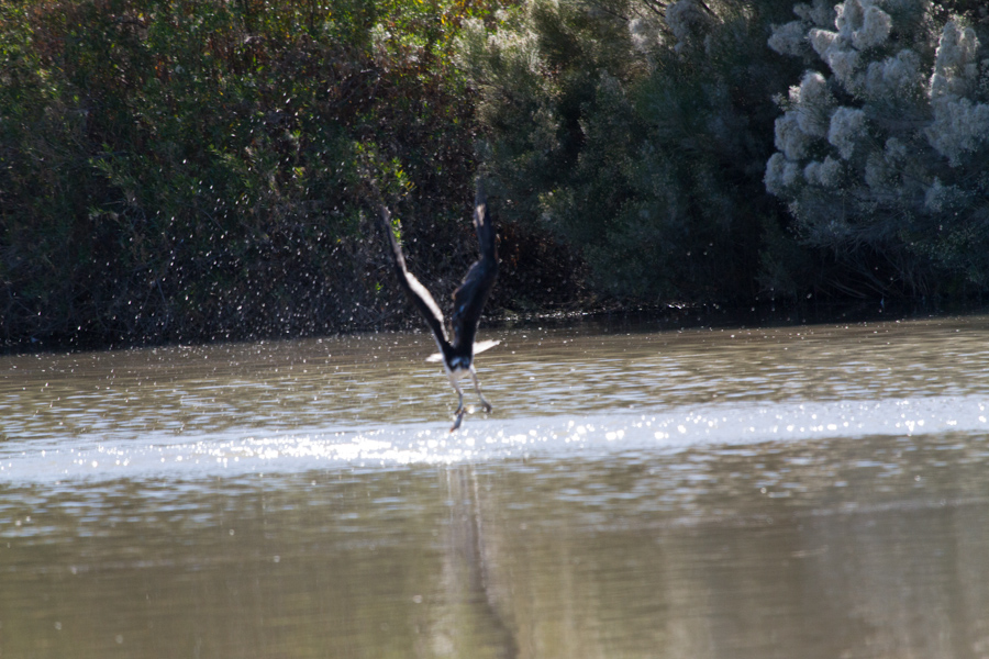 Osprey