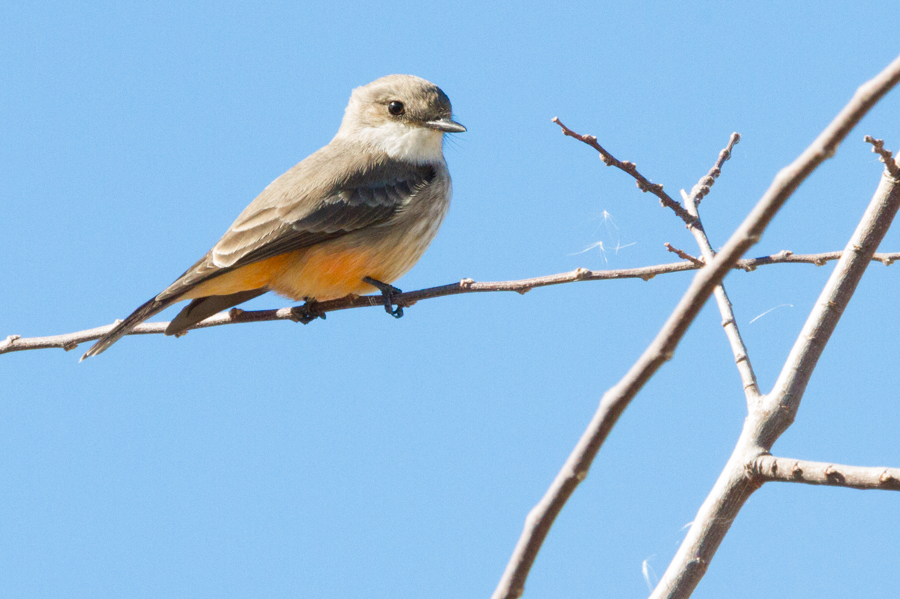 Say\'s Phoebe