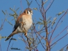 American Kestrel