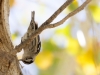 Black-and-white Warbler