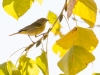 Orange-crowned Warbler