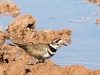 Killdeer