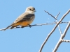 Say's Phoebe