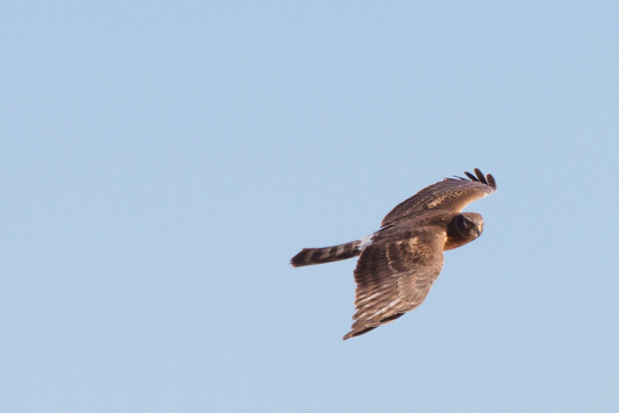 Northern Harrier