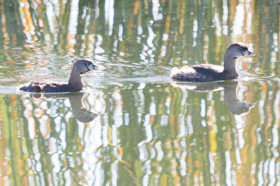 Pied-billed Grebe