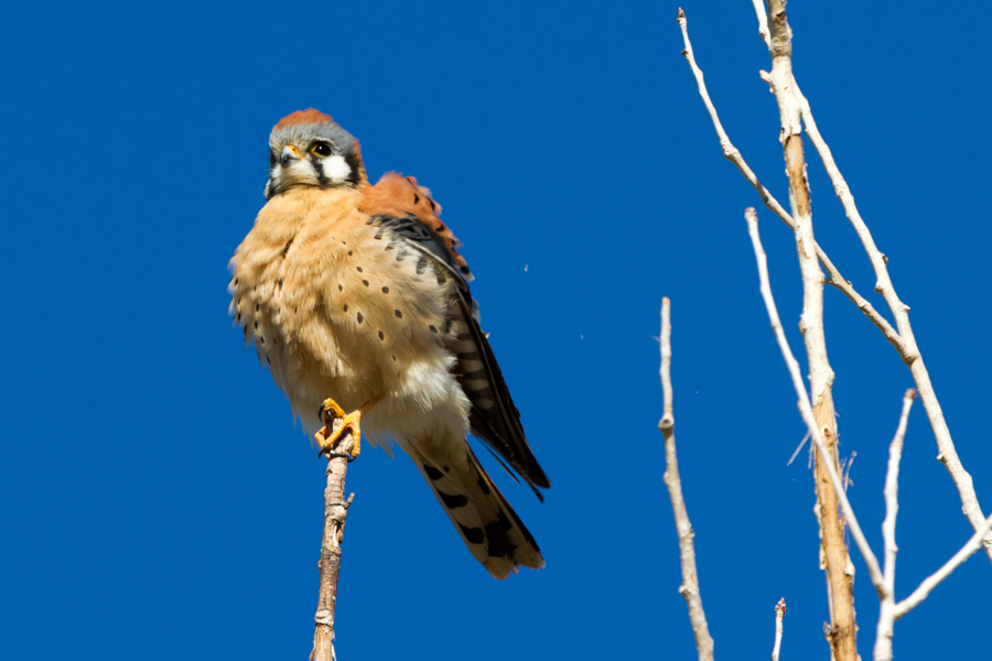 American Kestrel