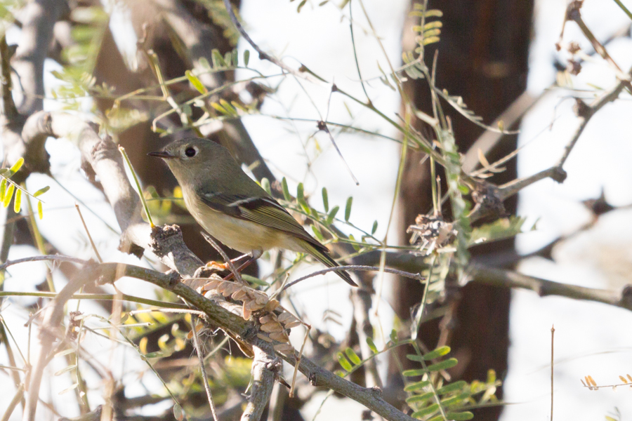 Ruby-crowned Kinglet