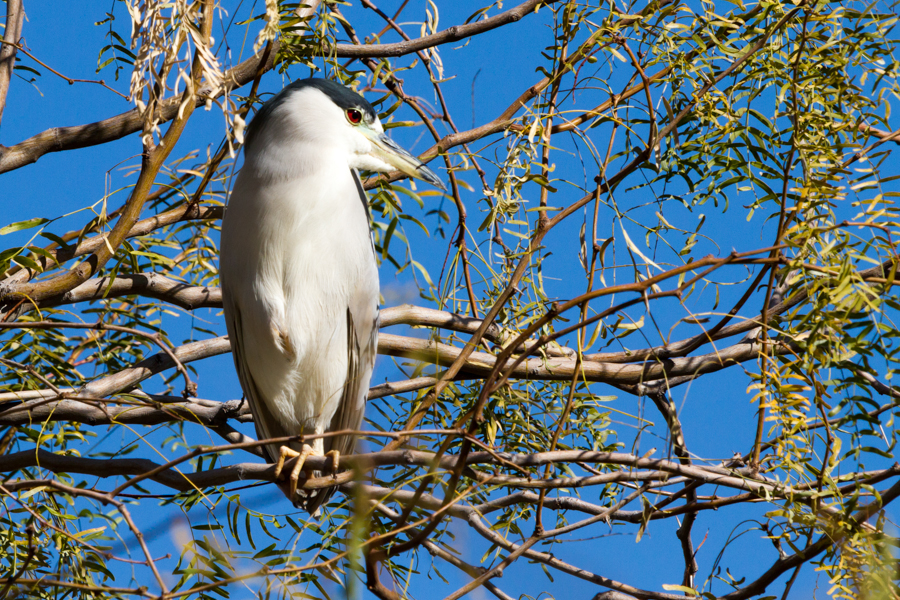 Black-crowned Night Heron