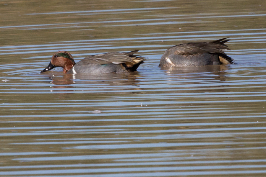 Green-winged Teal