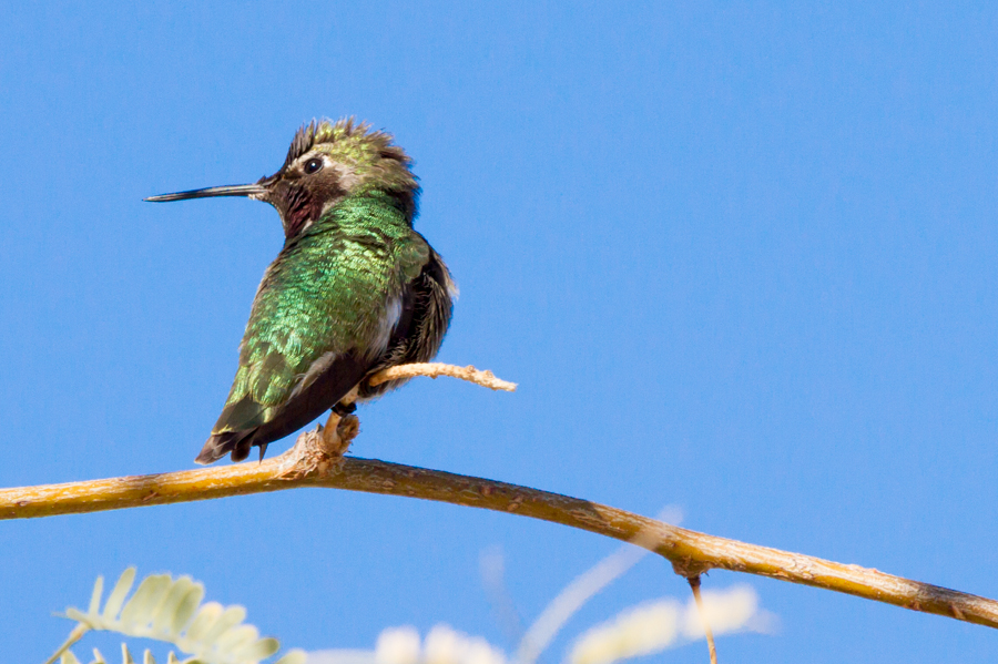 Anna\'s Hummingbird