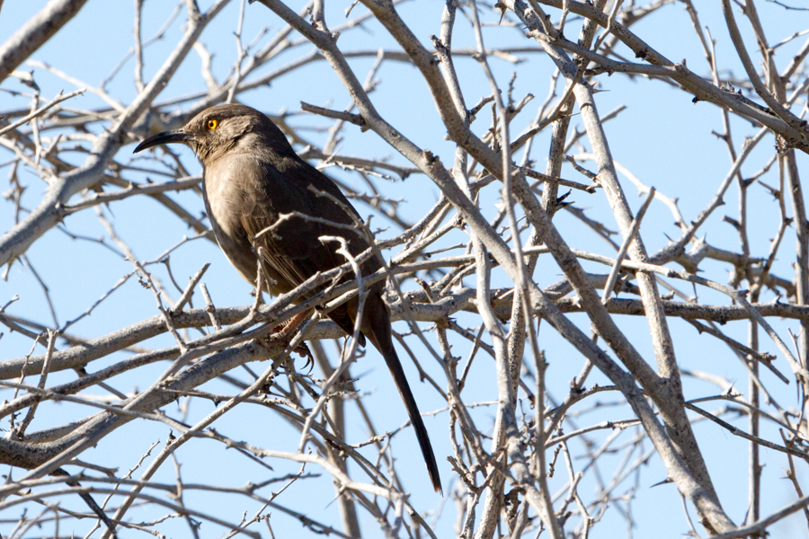 Curve-billed Thrasher