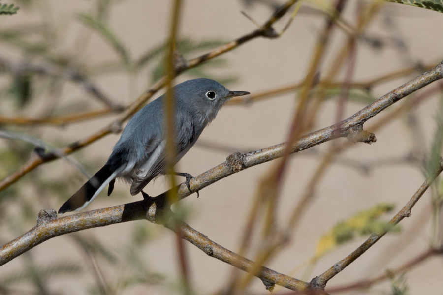 Blue-gray Gnatcatcher