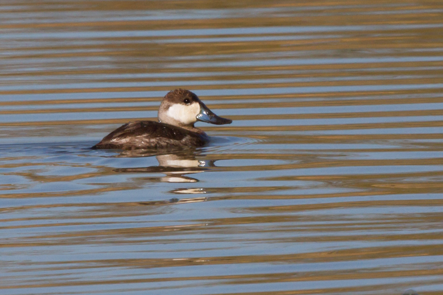 Ruddy Duck