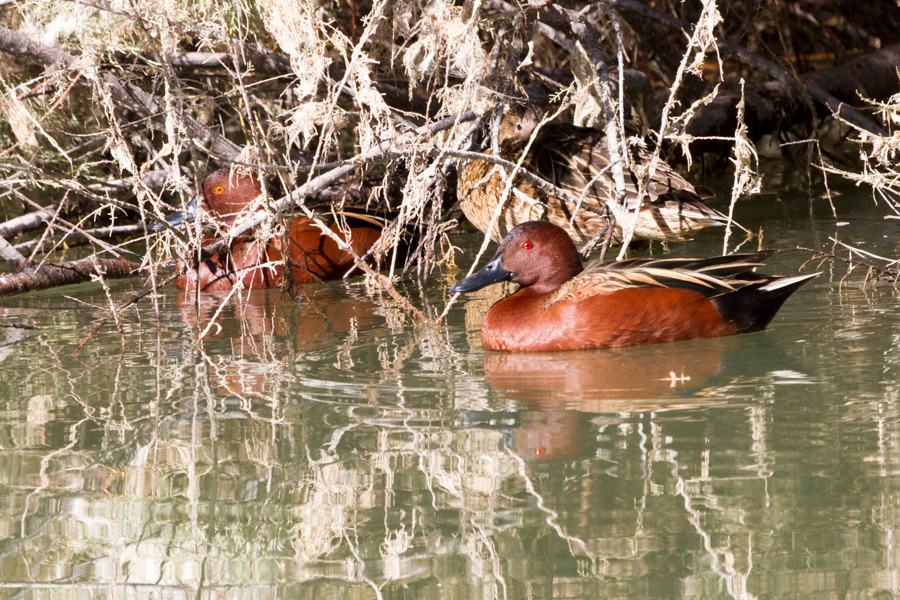 Cinnamon Teal