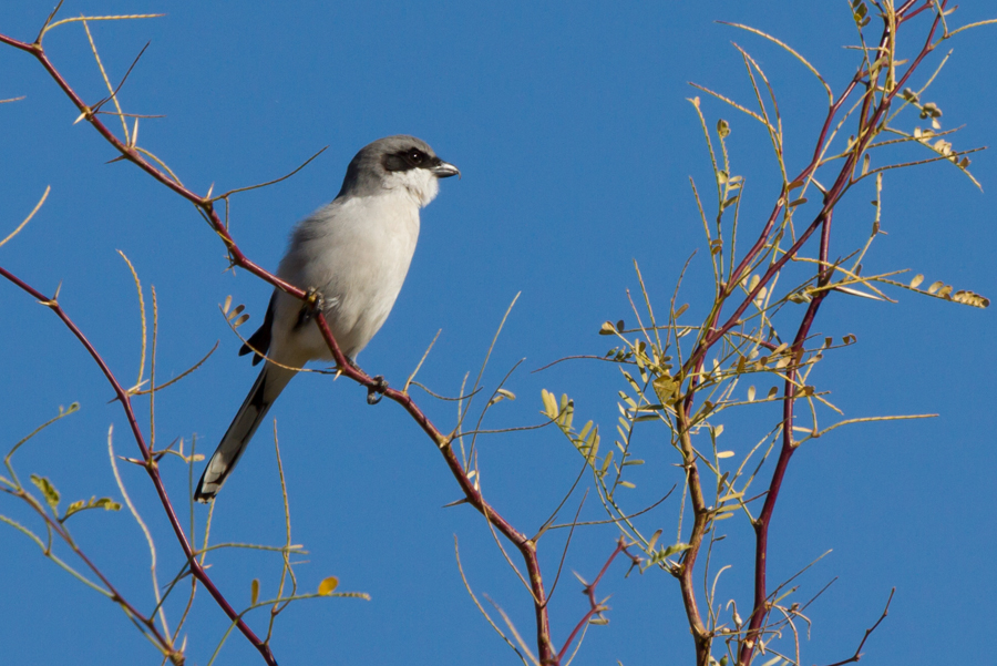 Loggerhead Shrike