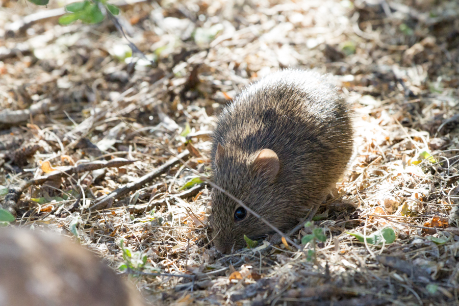 Arizona Cotton Rat