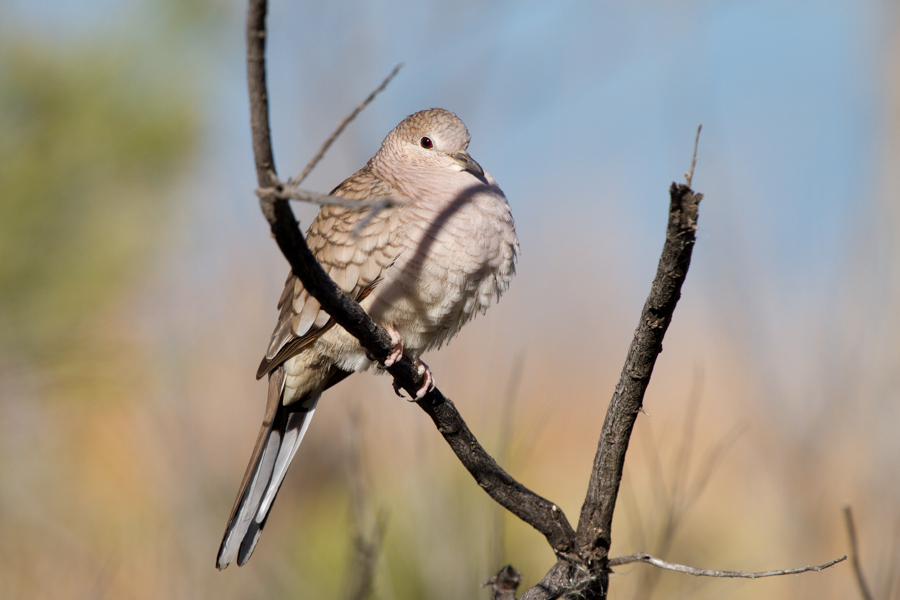 Inca Dove