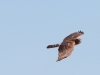 Northern Harrier