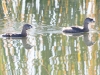 Pied-billed Grebe