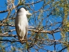 Black-crowned Night Heron