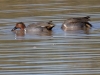 Green-winged Teal