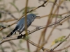 Blue-gray Gnatcatcher