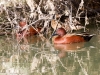 Cinnamon Teal