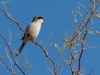 Loggerhead Shrike