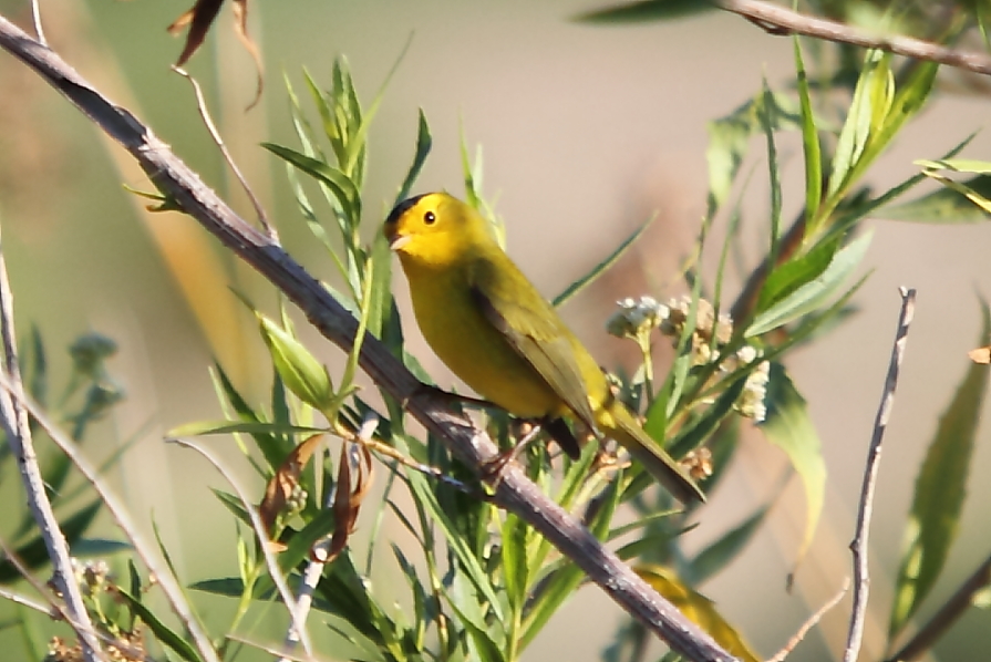 Wilson\'s Warbler