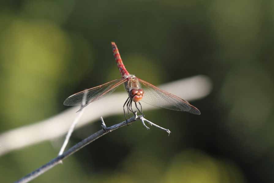 Variegated Meadowhawk 