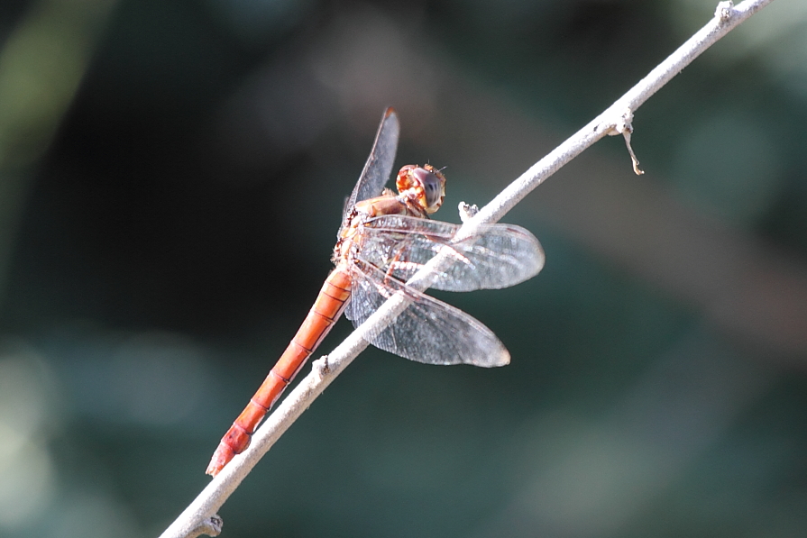 img_4507_dragonfly_rpwr_201209