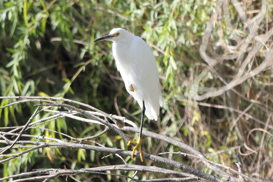 Snowy Egret