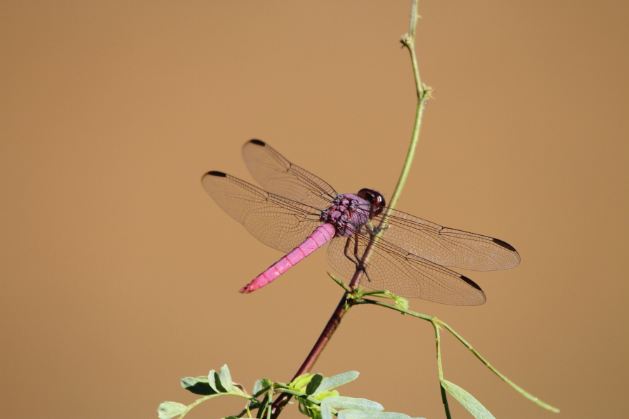 Roseate Skimmer