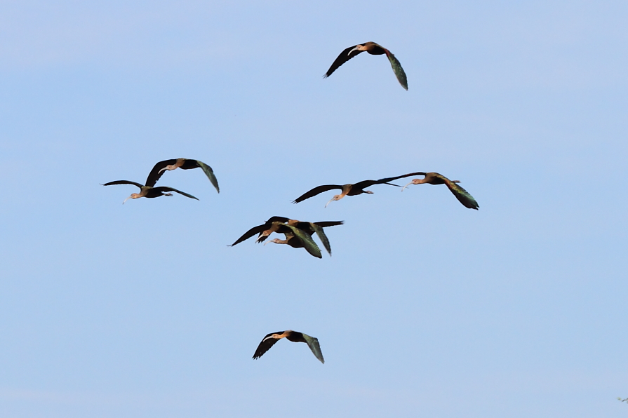 White-faced Ibis