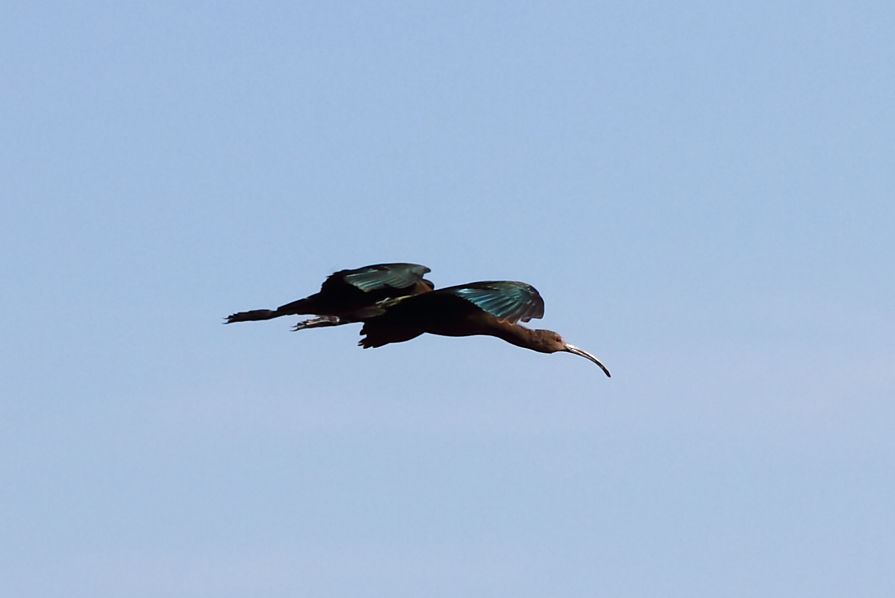 White-faced Ibis