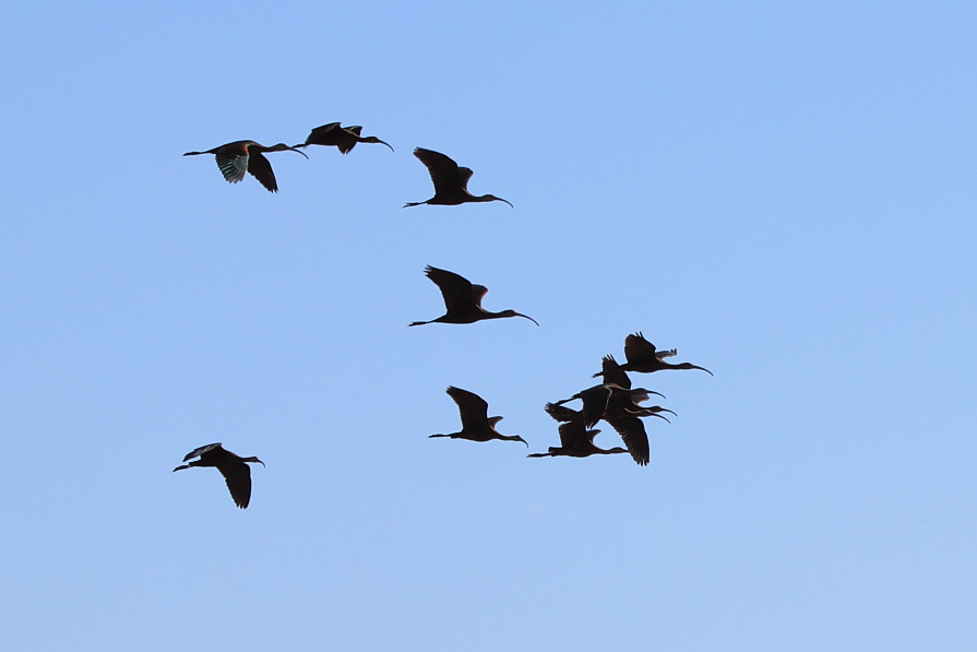 White-faced Ibis