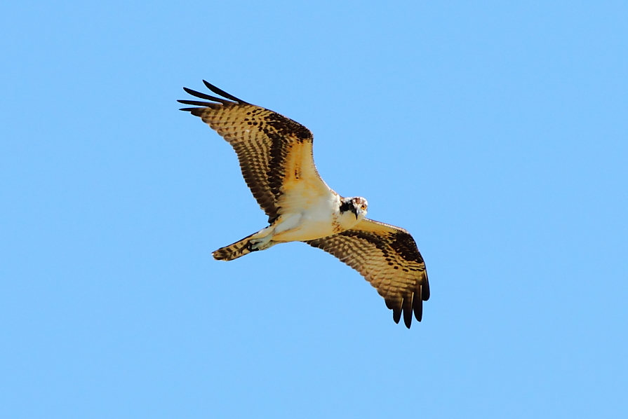 Osprey