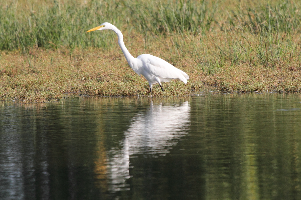 Great Egret