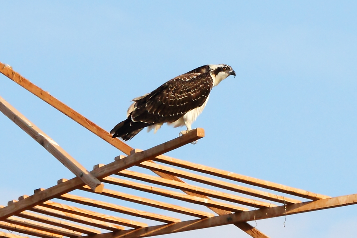 Osprey