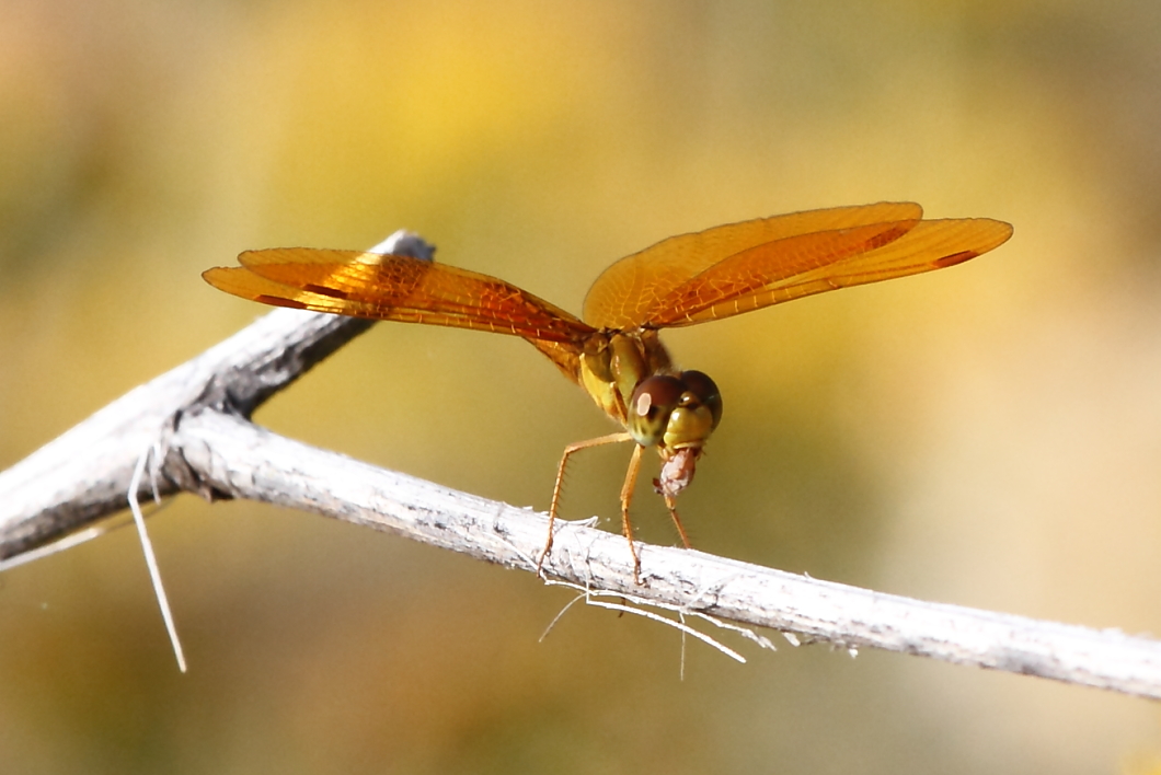 Slough Amberwing